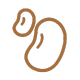 seed