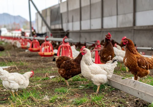 Dairy & Poultry Farms